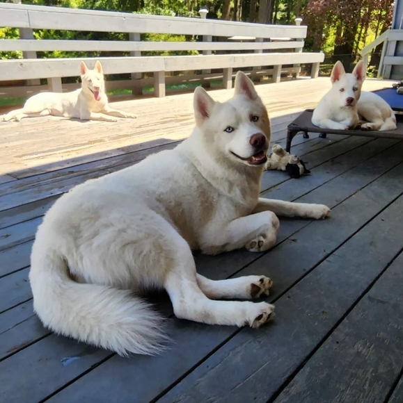 Our Crazy Life at a Glance - Picture 10 of 16